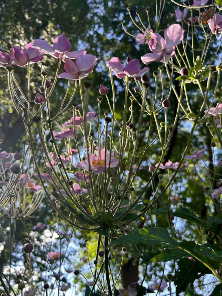 Pink Japanese anemones reaching up to the sky like an inverted umbrella, an upside down jellyfish, impossibly balanced on a thin green stem.